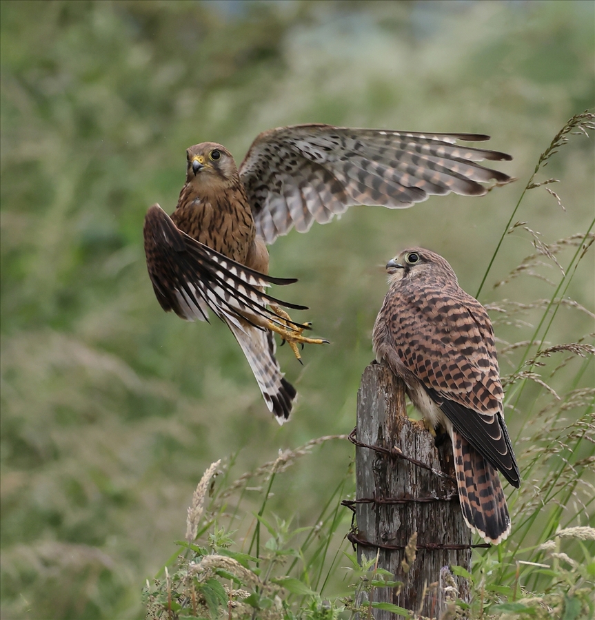 Adult Kestrel Leaving Chick - Peter Bagnall - Highly Commended